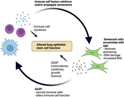 Intersection of Inflammation and Senescence in the Aging Lung Stem Cell Niche